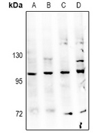 TBK1 Antibody