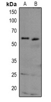 TAB1 Antibody