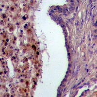 USP28 Rabbit Polyclonal Antibody