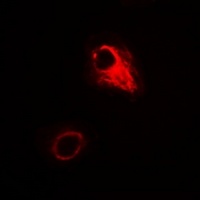 ATG4A Rabbit Polyclonal Antibody