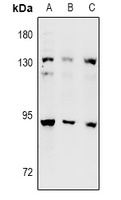 DNA Polymerase iota Rabbit Polyclonal Antibody