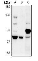 COP1 Rabbit Polyclonal Antibody
