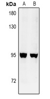 GFM2 Rabbit Polyclonal Antibody