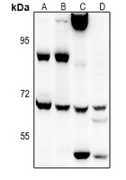 EIF2AK1 Rabbit Polyclonal Antibody