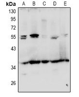 GRTP1 Rabbit Polyclonal Antibody