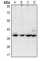 USP50 Rabbit Polyclonal Antibody