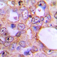 USP50 Rabbit Polyclonal Antibody