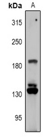 RGPD1/2/3/4/5/8 Rabbit Polyclonal Antibody