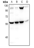 PHAX Rabbit Polyclonal Antibody