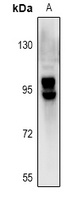 OATP2 Rabbit Polyclonal Antibody