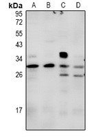 Syndecan 2 Rabbit Polyclonal Antibody