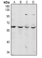 CDC14A Antibody