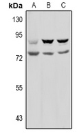 Prolyl Endopeptidase Rabbit Polyclonal Antibody
