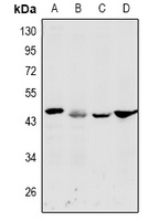 DFF45 Rabbit Polyclonal Antibody
