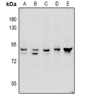 ADAM10 Rabbit Polyclonal Antibody