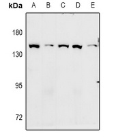 GPR124 Rabbit Polyclonal Antibody