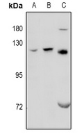 GPRC6A Rabbit Polyclonal Antibody