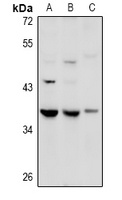 GPR27 Rabbit Polyclonal Antibody