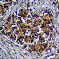 GPR27 Rabbit Polyclonal Antibody
