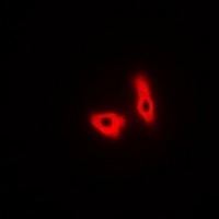 GPR27 Rabbit Polyclonal Antibody