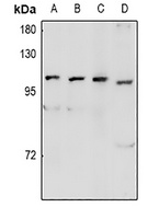 GPR48 Rabbit Polyclonal Antibody
