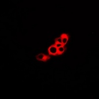 GPR48 Rabbit Polyclonal Antibody