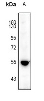 5-HT3A Rabbit Polyclonal Antibody
