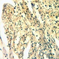 NAIP Antibody