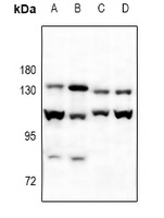 Cadherin-pan Rabbit Polyclonal Antibody