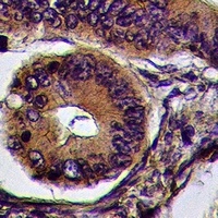 Cadherin-pan Rabbit Polyclonal Antibody