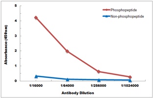 MITF (Phospho-S180) Antibody