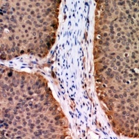 AKT (Phospho-T72) Rabbit Polyclonal Antibody