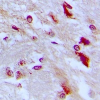 C/EBP epsilon (Phospho-T74) Antibody