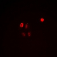 C/EBP epsilon (Phospho-T74) Antibody