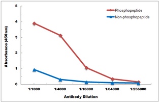 PINK1 (Phospho-S228) Antibody