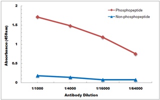 Vimentin (Phospho-S39) Antibody