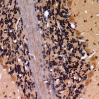 Claudin 4 (Phospho-Y208) Antibody