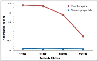 Claudin 4 (Phospho-Y208) Antibody