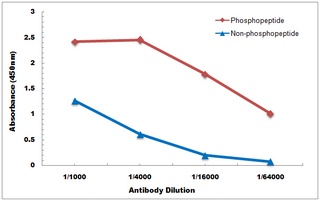 DSCR1 (Phospho-S108) Antibody