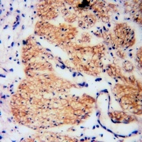 RGS19 (Phospho-S151) Antibody