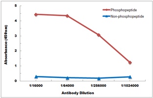 PTP1B (Phospho-Y66) Rabbit Polyclonal Antibody