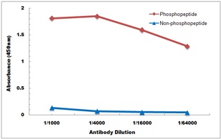 PKC gamma (Phospho-T514) Antibody