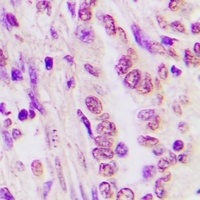 C/EBP alpha Antibody