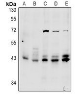 ERK1/2 Rabbit Polyclonal Antibody