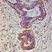 ERK1/2 Rabbit Polyclonal Antibody