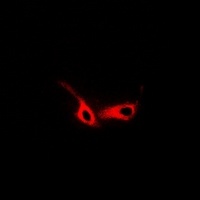 NTR2 Rabbit Polyclonal Antibody