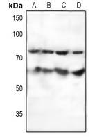 SF1 Rabbit Polyclonal Antibody