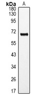 ROR alpha Rabbit Polyclonal Antibody