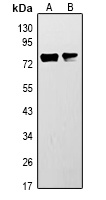 ACSL3 Antibody