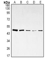 DDX39B Antibody